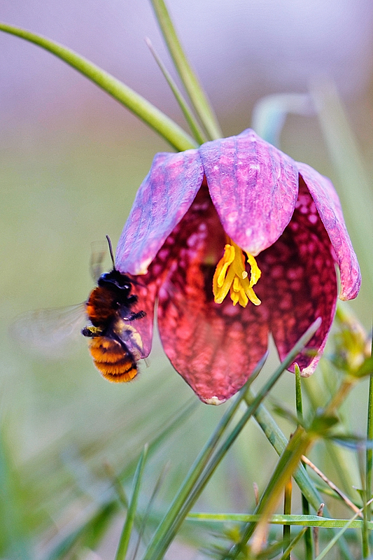 Schachblume