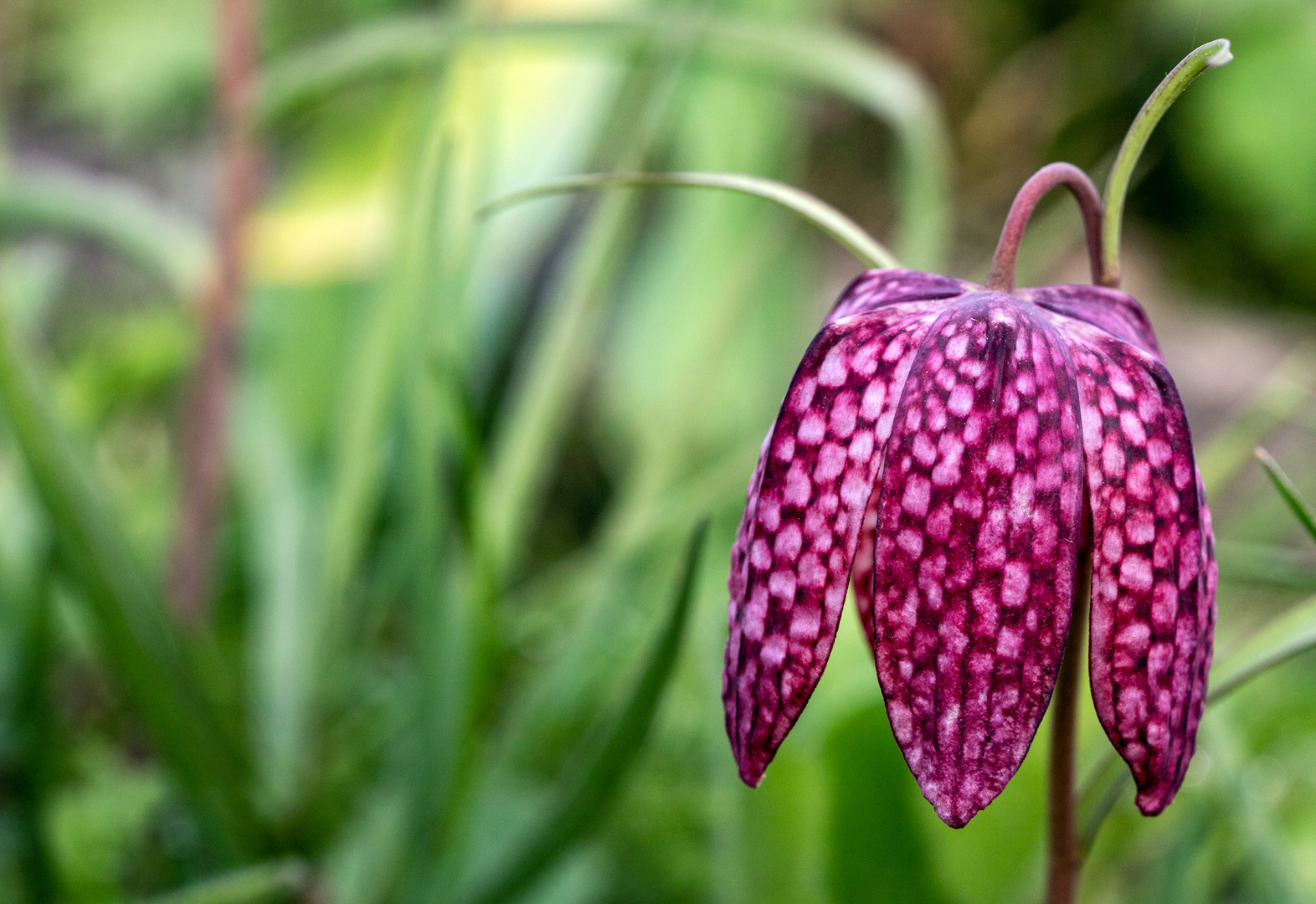 Schachblume