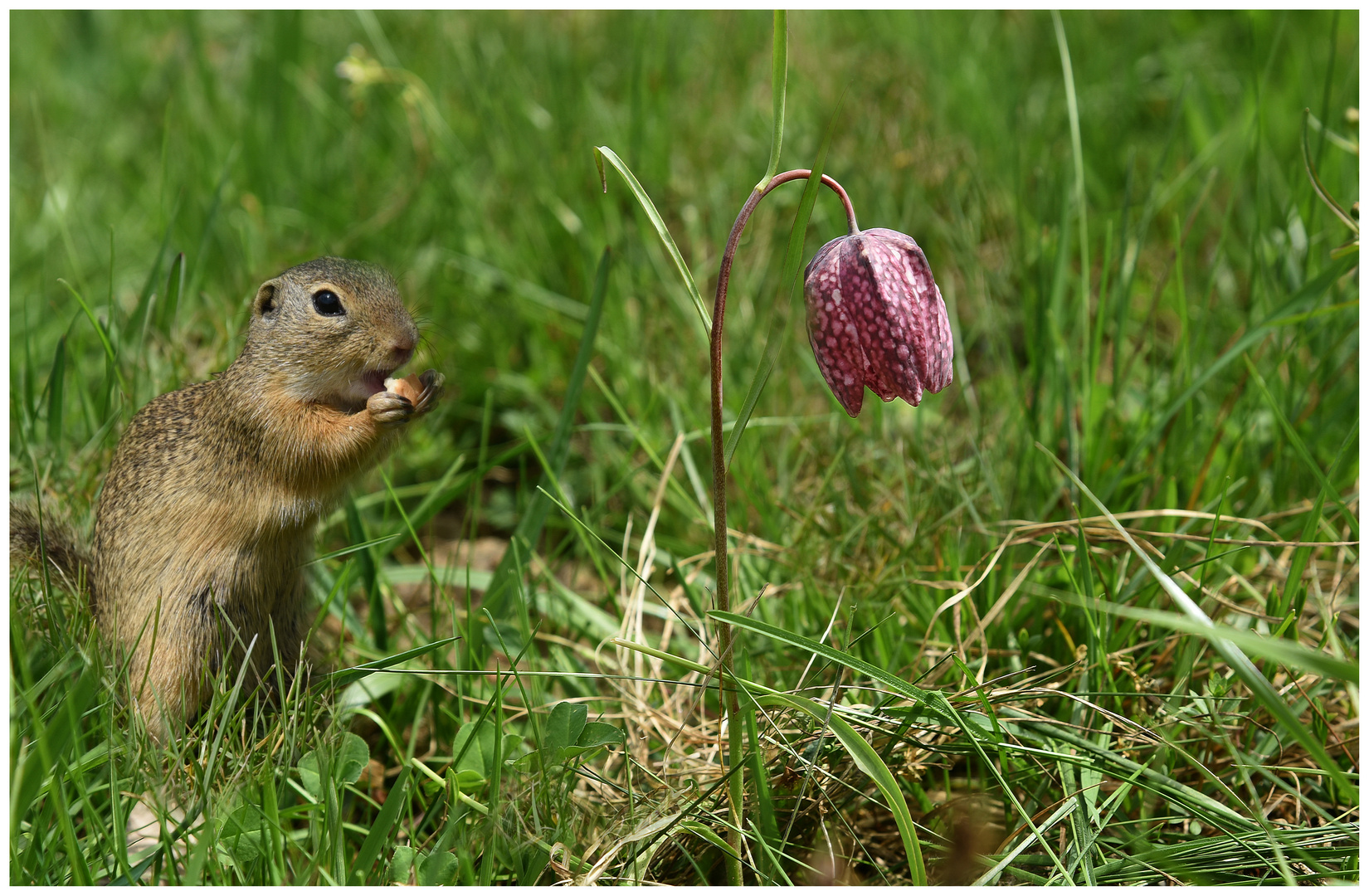 Schachblume