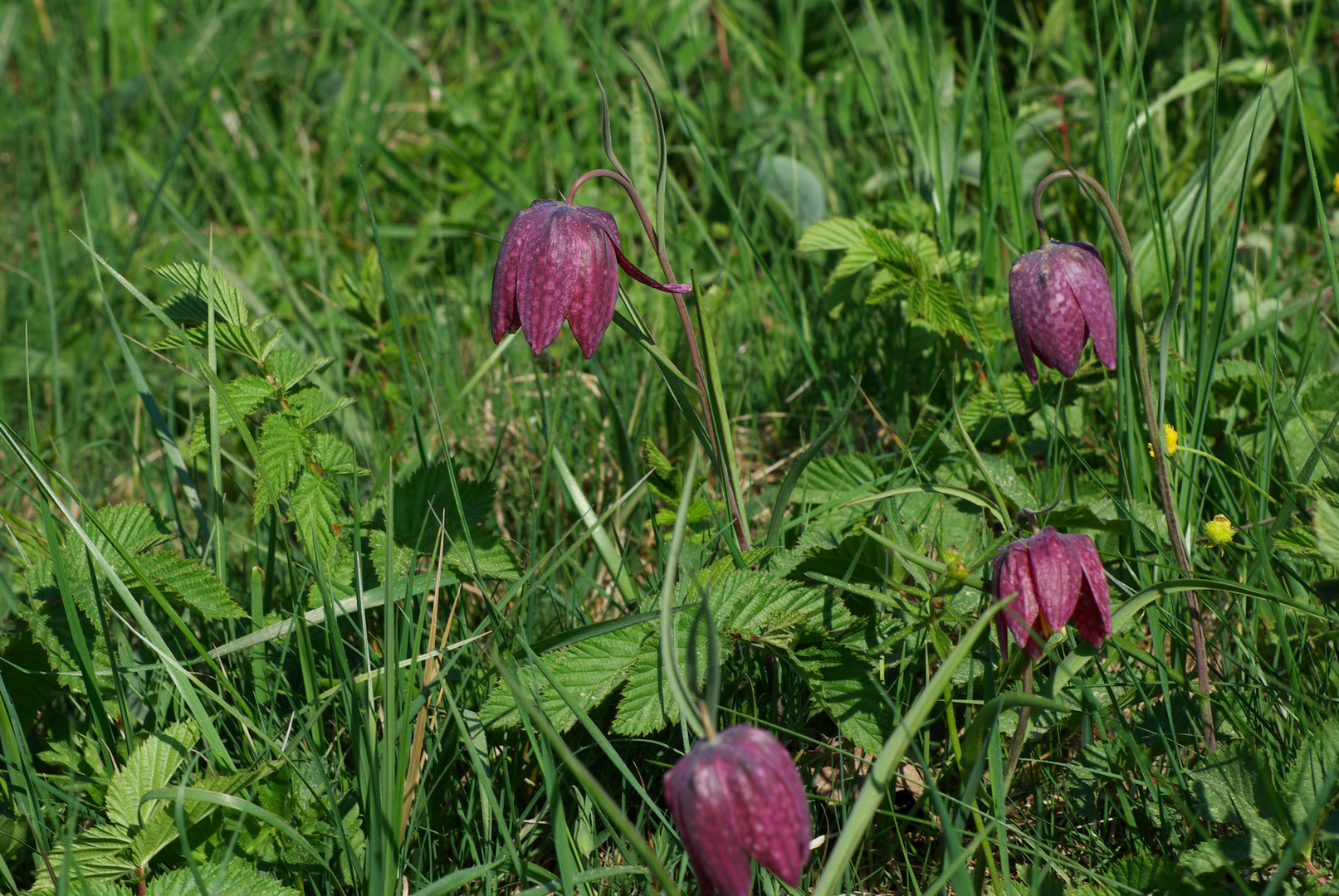 Schachblume