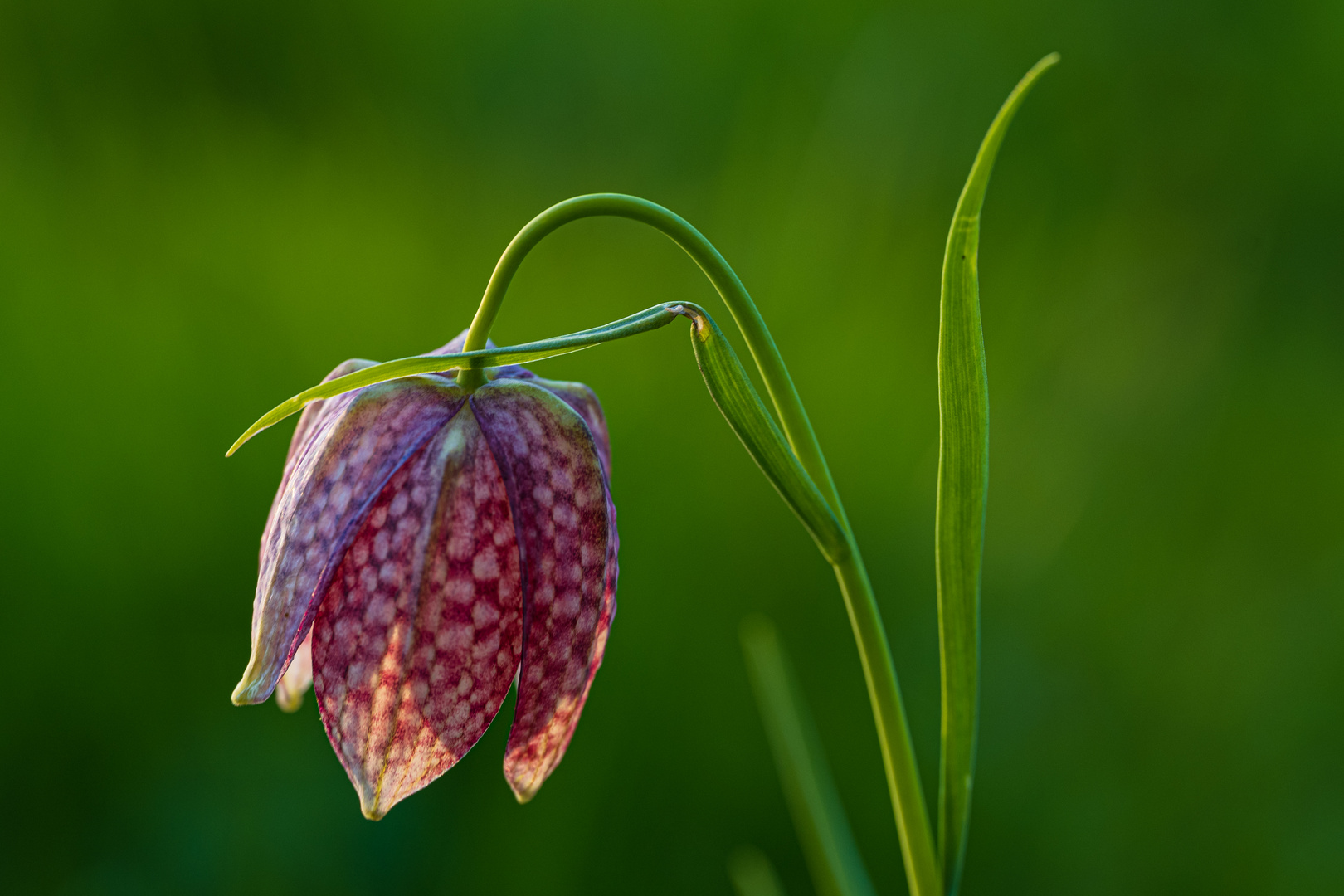 Schachblume