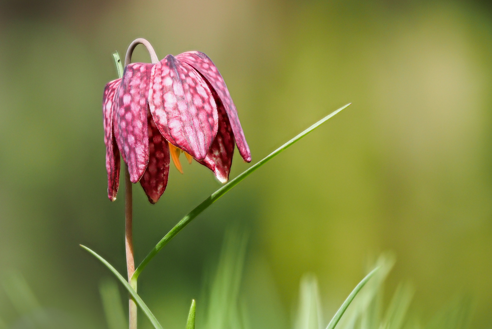 Schachblume