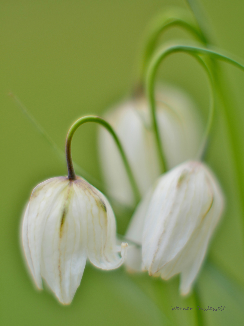 Schachblume