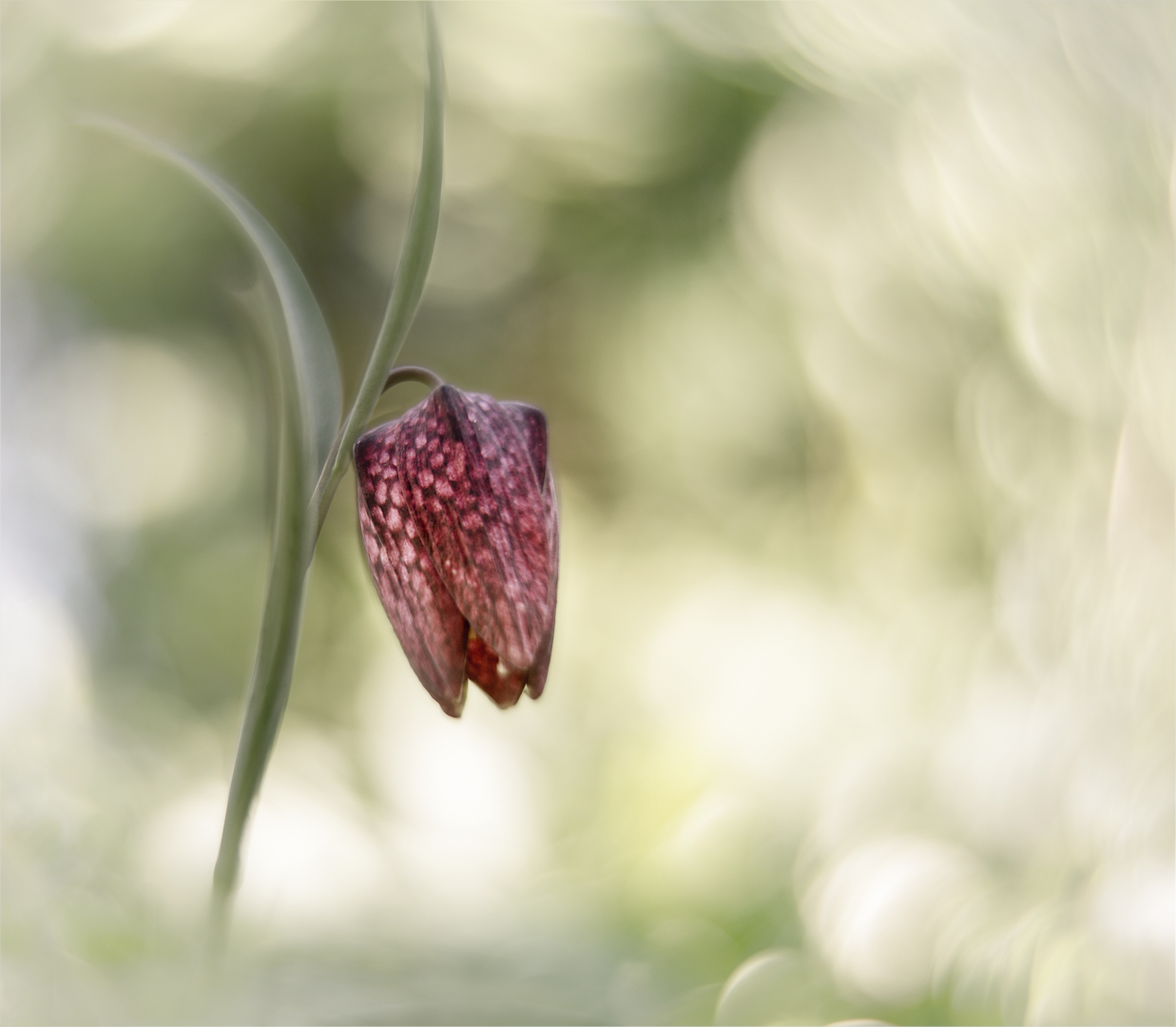 Schach.Blume