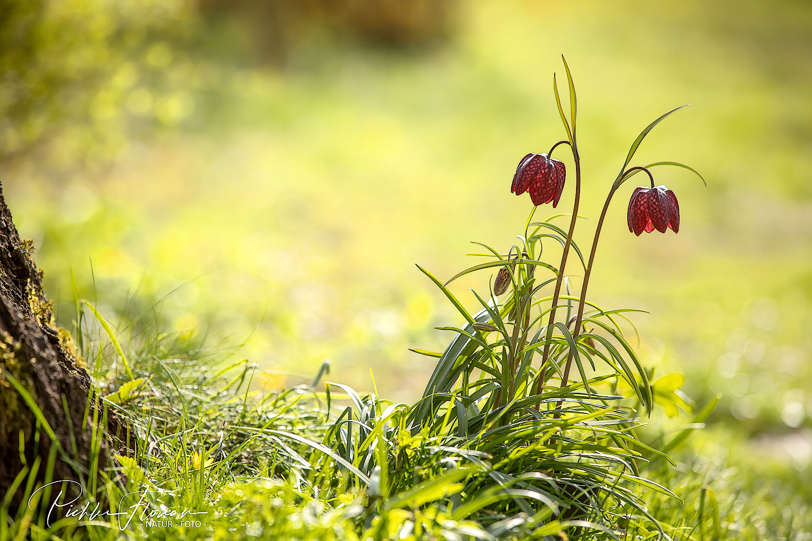 Schachblume