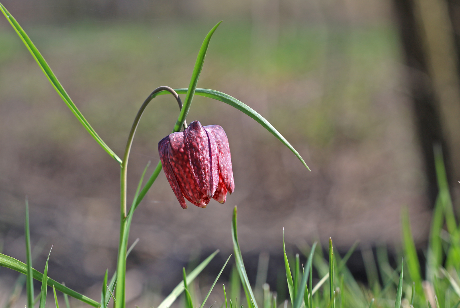 Schachblume