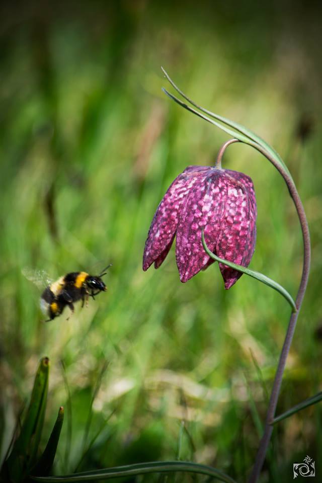 Schachblume