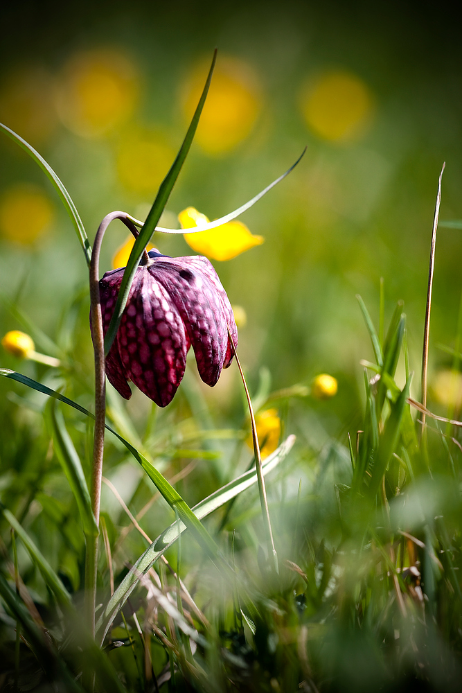 Schachblume von fendermulk 