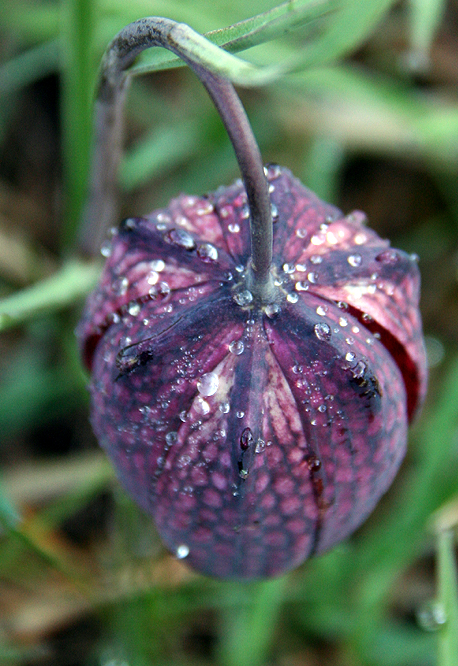 Schachblume