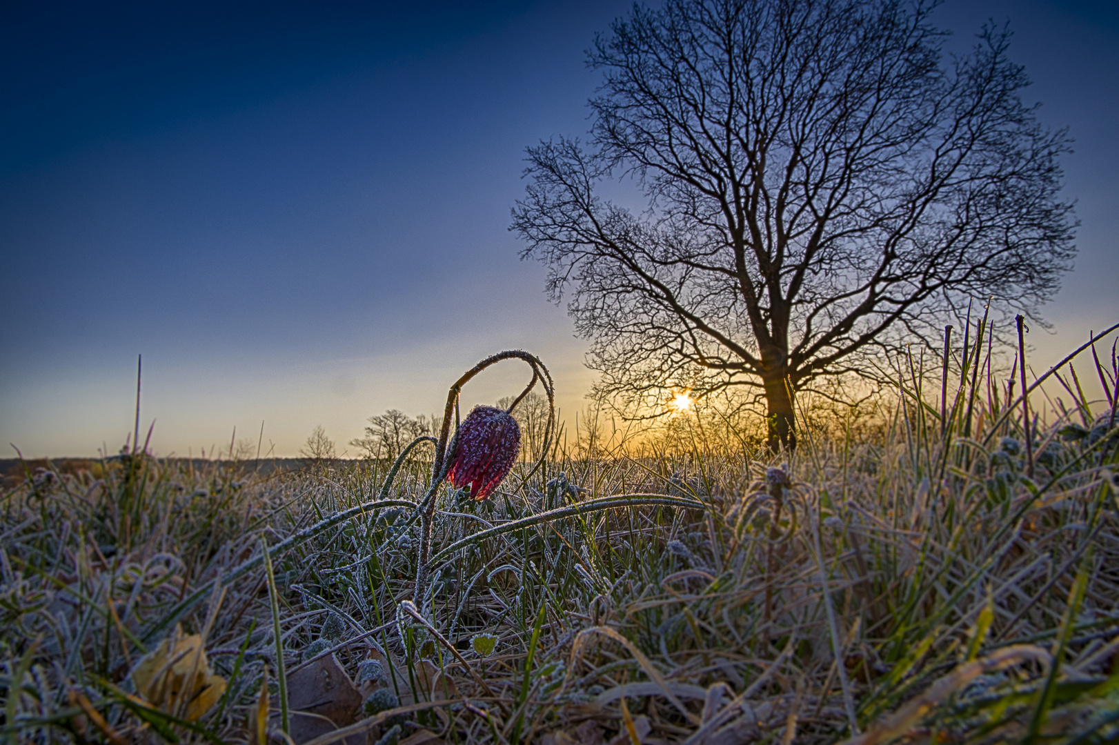 Schachblume