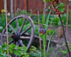 Schachblume