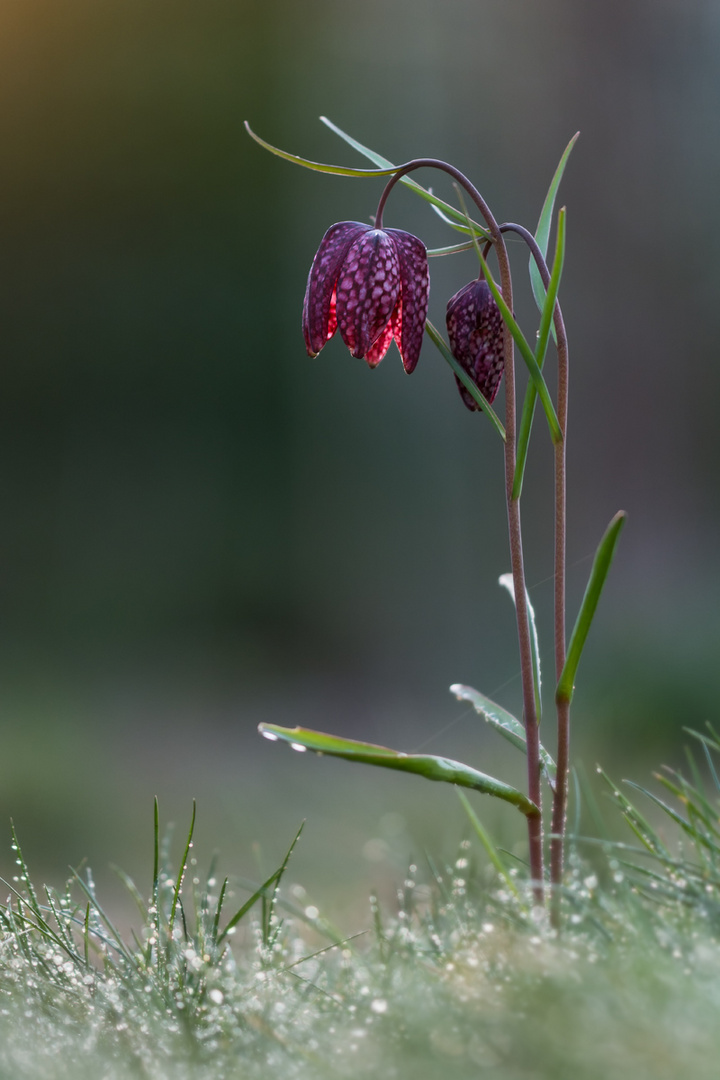 Schachblume