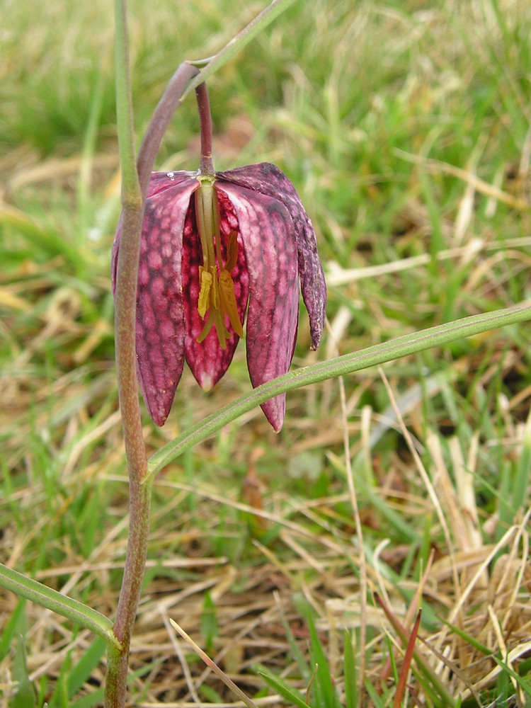 Schachblume