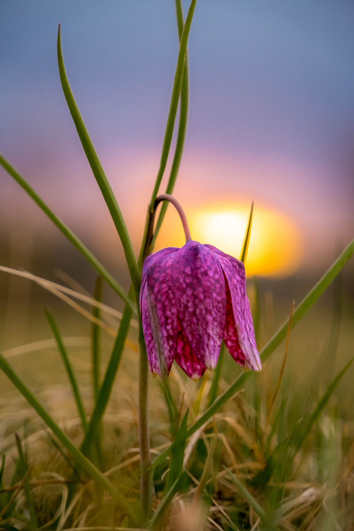 Schachblume abends Großsteinbach