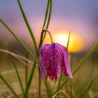 Schachblume abends Großsteinbach