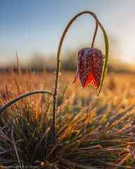 Schachblume