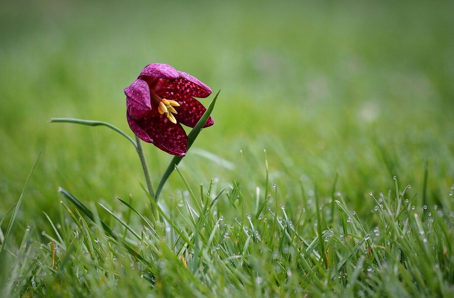 schachblume