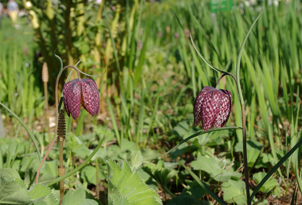 Schachblume