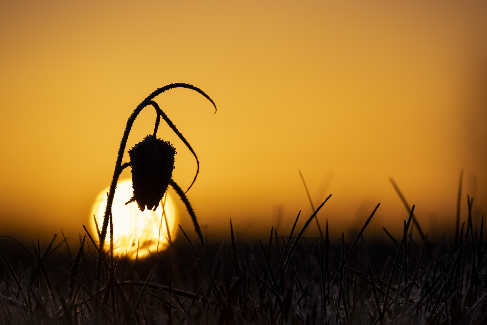 Schachblume am Morgen