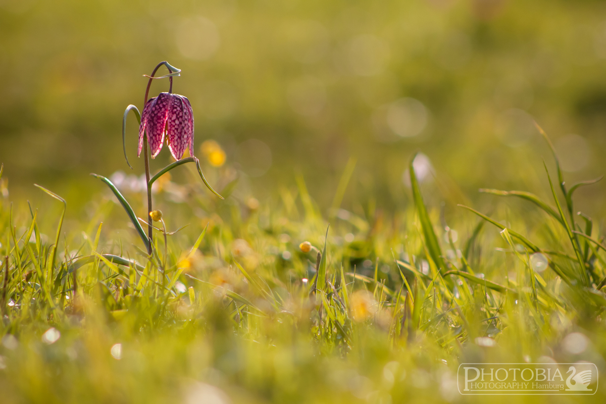 Schachblume auf wilder Wiese