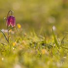 Schachblume auf wilder Wiese