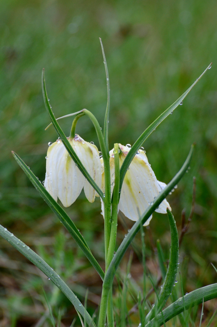 Schachblume