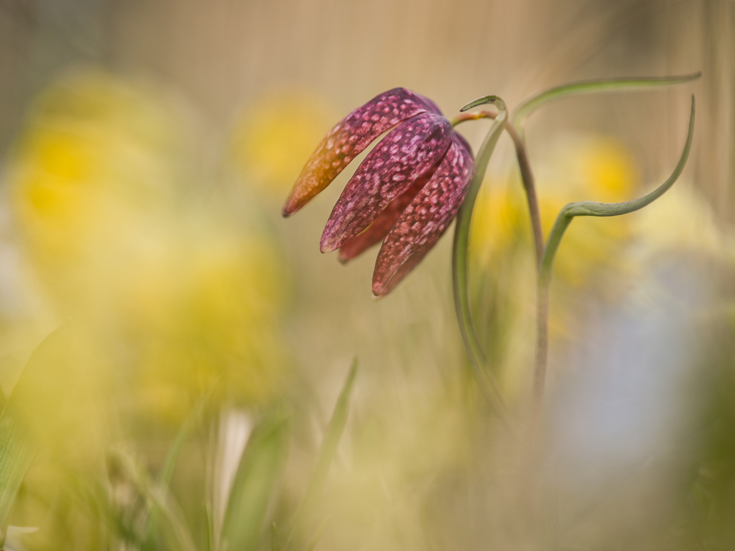 Schachblume