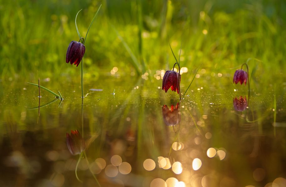 Schachblume / Blumen