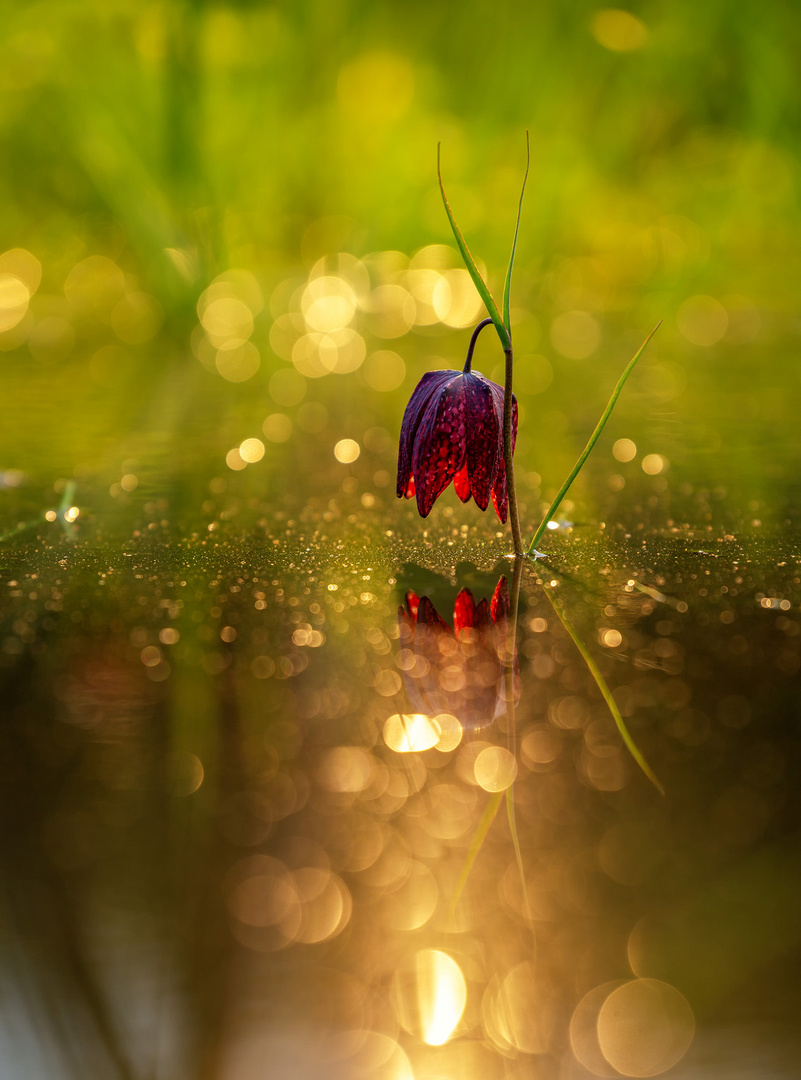 Schachblume / Blumen