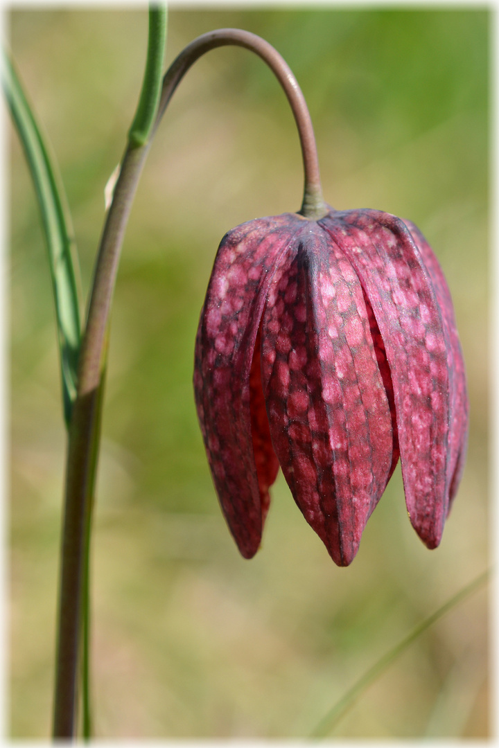 Schachblume