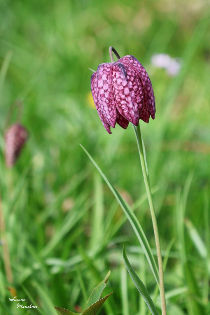 Schachblume