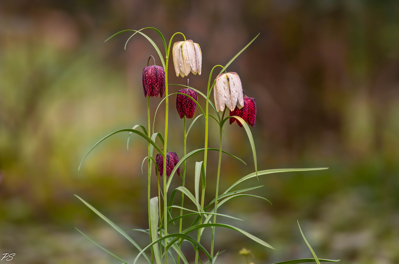 Schachblume  /  Chess flower