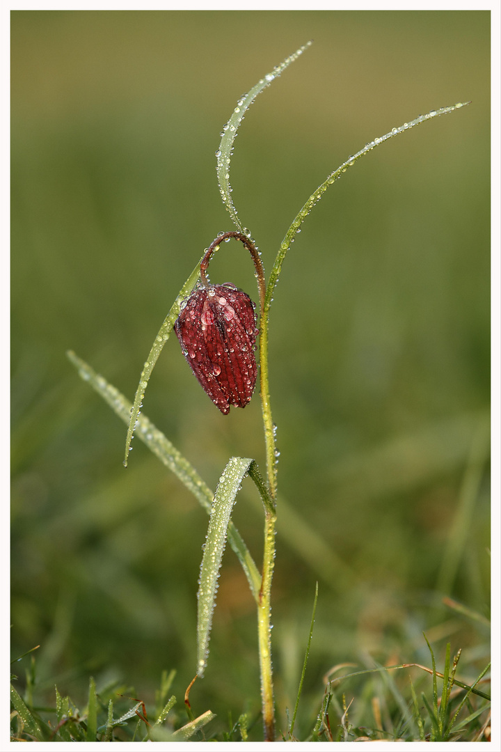 Schachblume