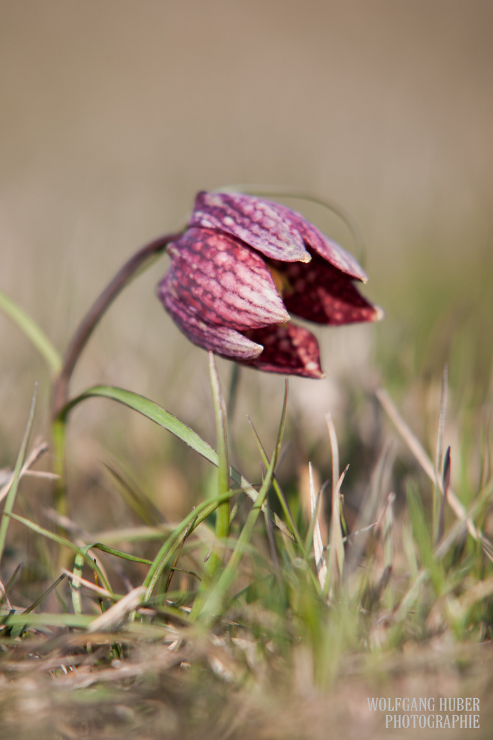 Schachblume