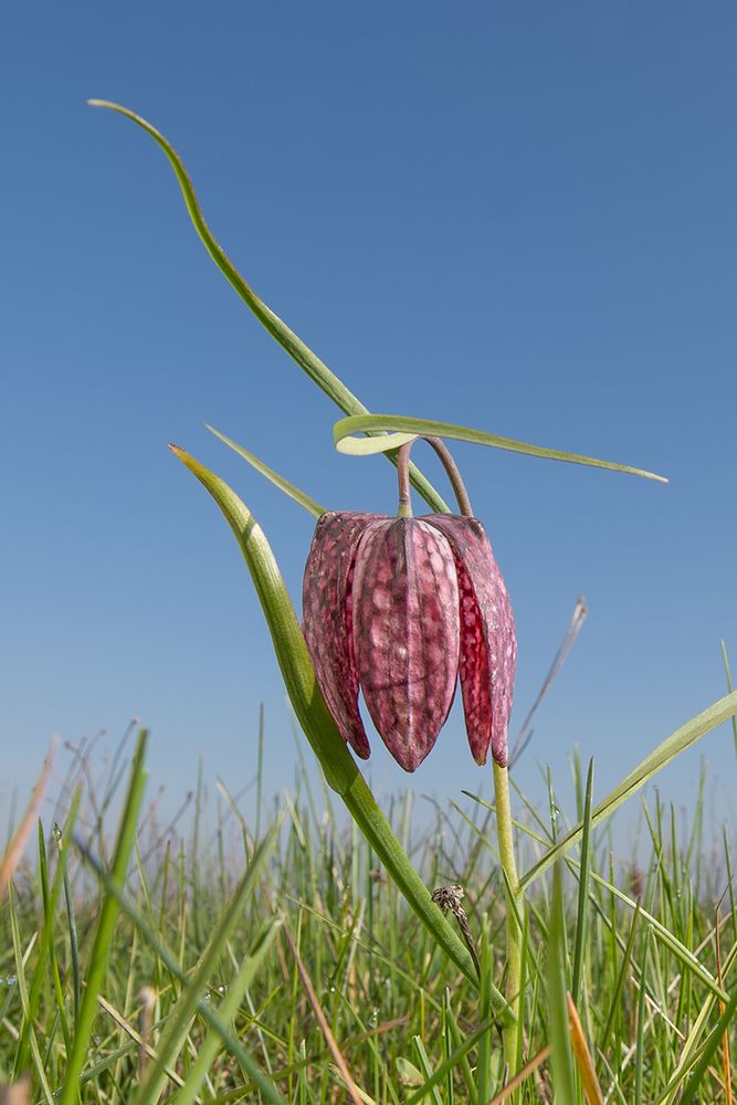 Schachblume