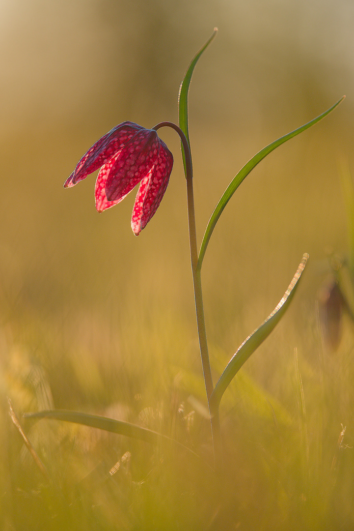 Schachblume