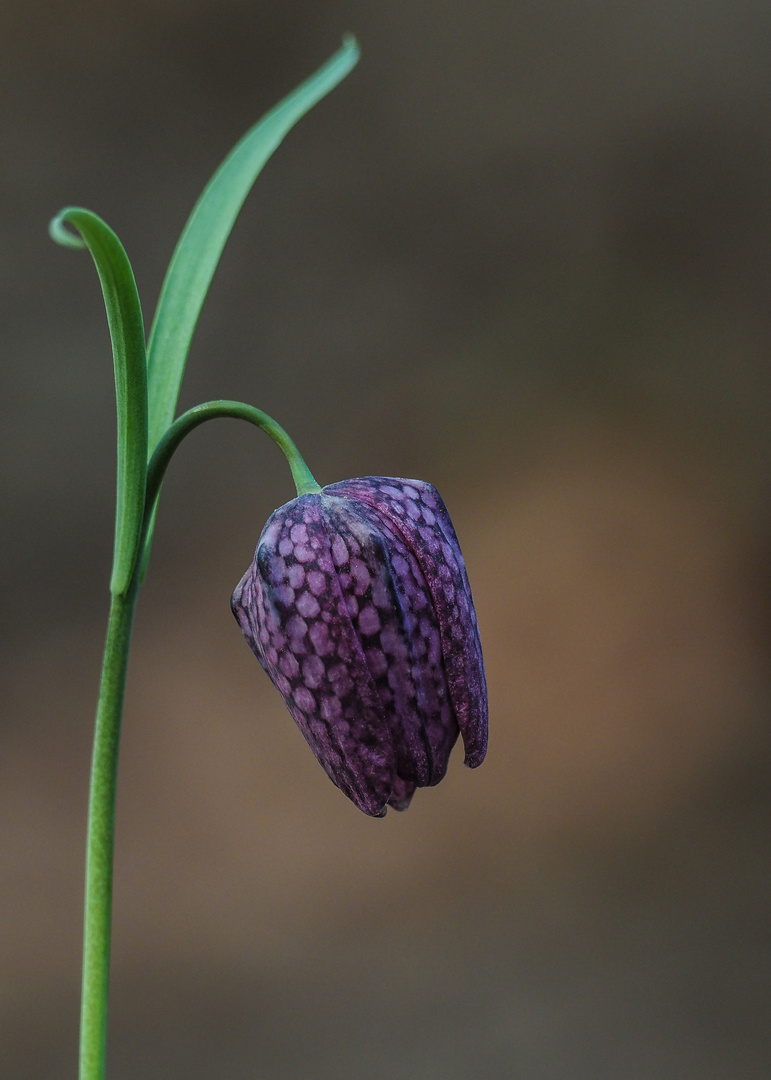 Schachblume