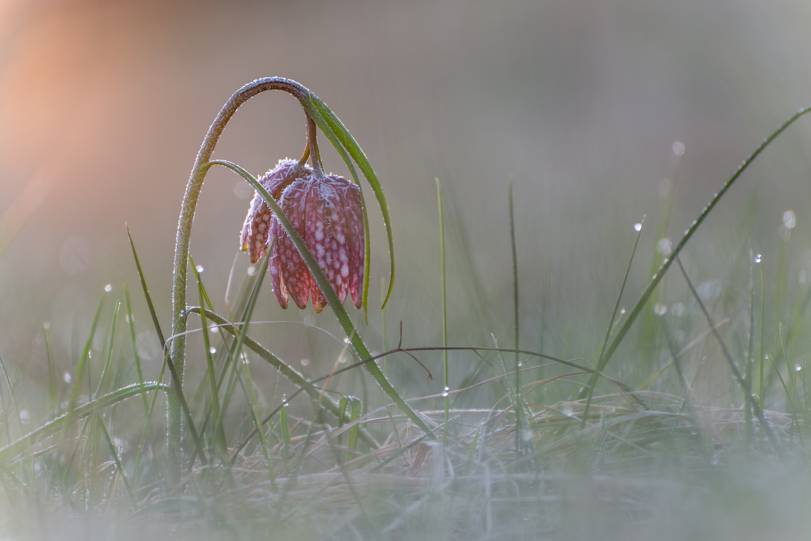 Schachblume