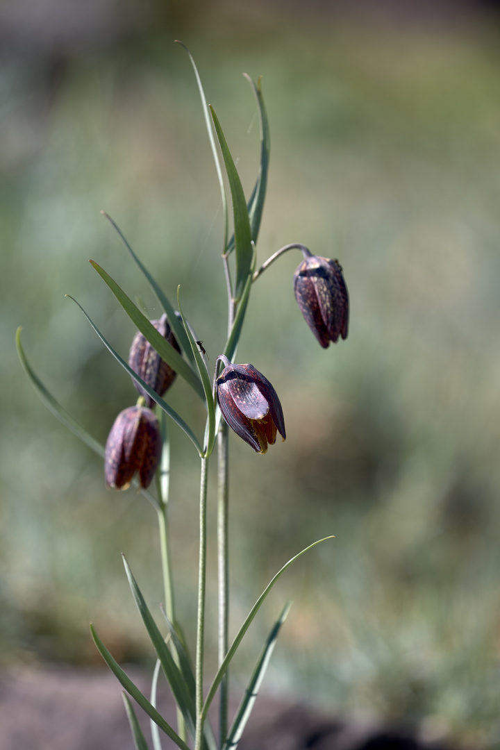 Schachblume