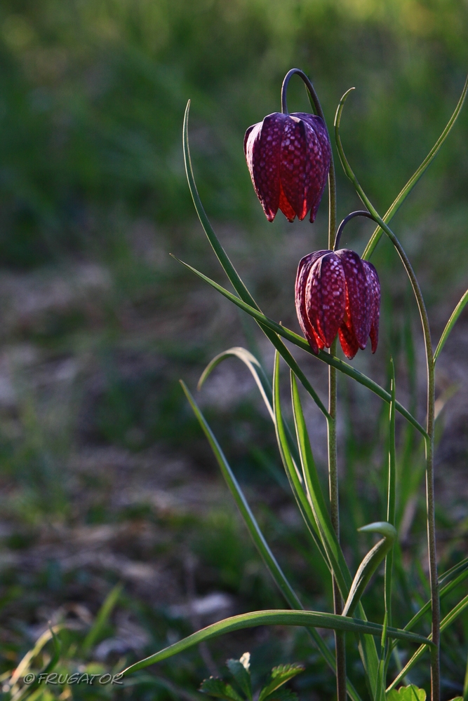 "Schachblume"...