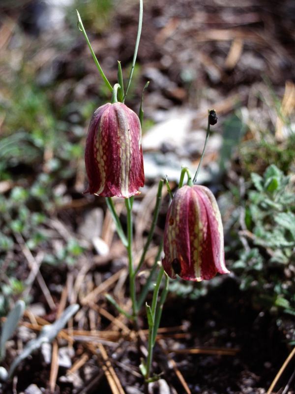 Schachblume