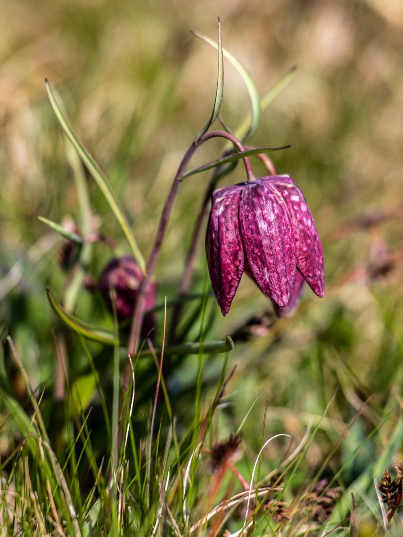 Schachblume