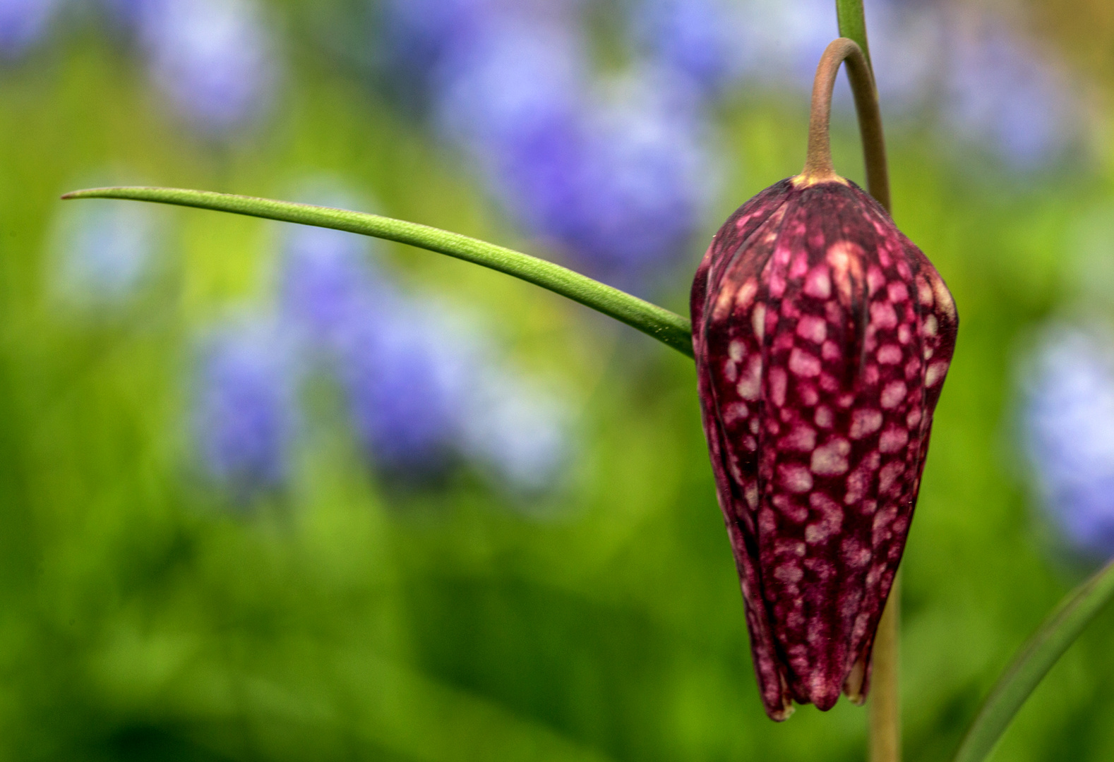 Schachblume