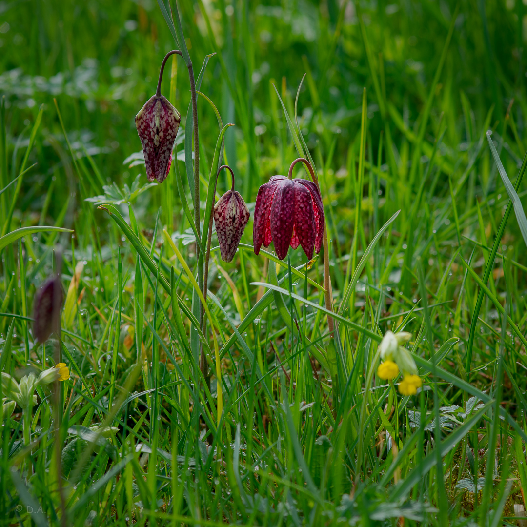 Schachblume 