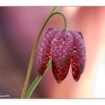 Schachblume (Fritillaria meleagris).....