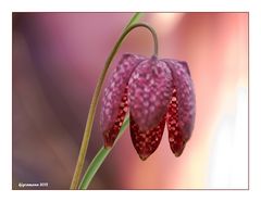 Schachblume (Fritillaria meleagris).....