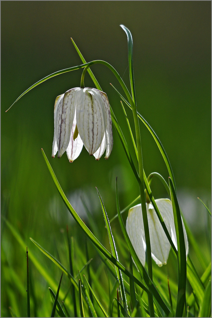 Schachblume   -   Fritillaria meleagris