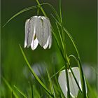 Schachblume   -   Fritillaria meleagris