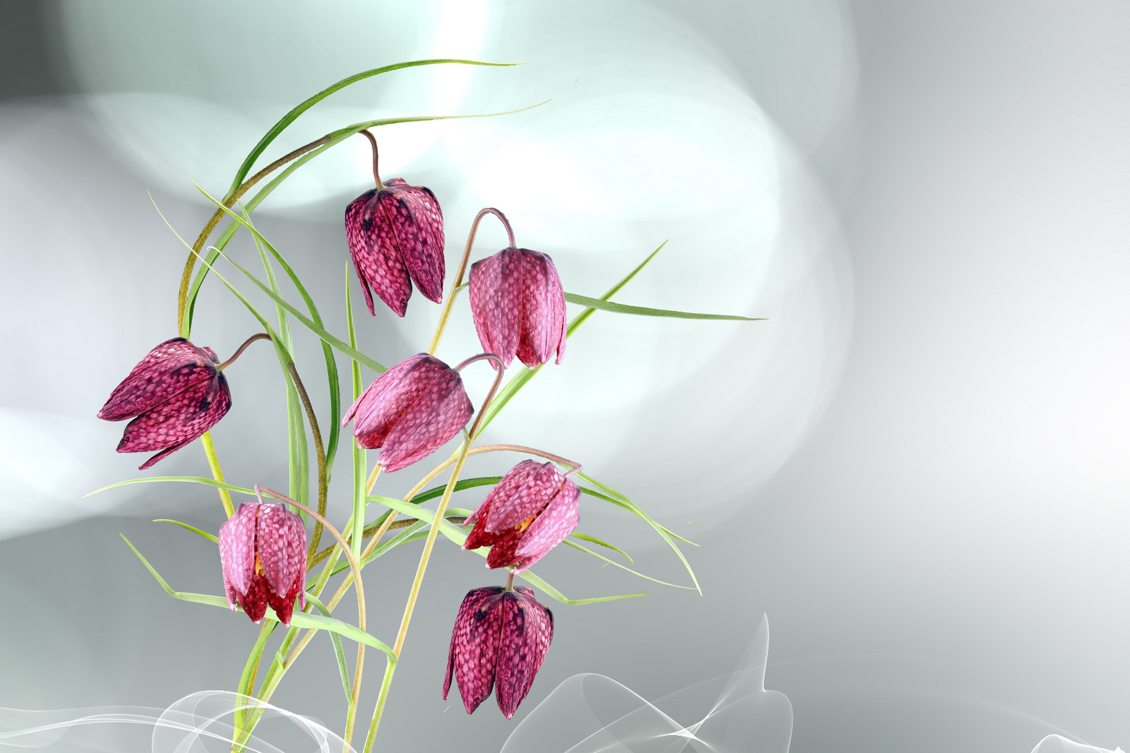 Schachblume (Fritillaria meleagris)