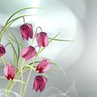 Schachblume (Fritillaria meleagris)